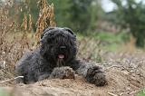 BOUVIER DES FLANDRES 194